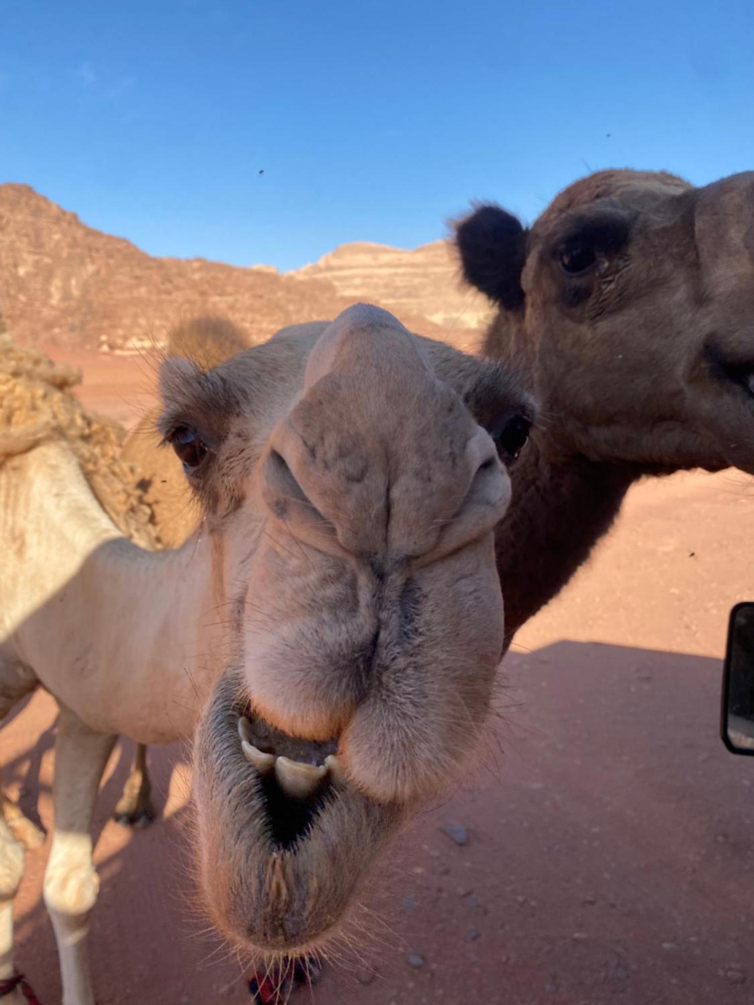 Wadi Rum Desert Heart Camp Buitenkant foto