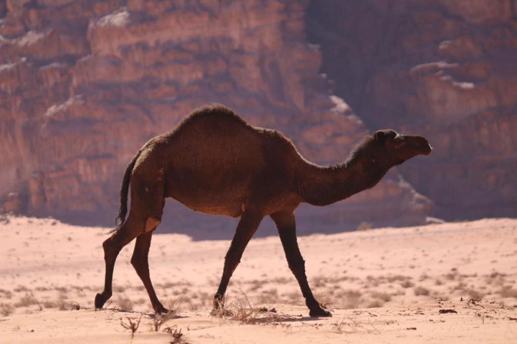 Wadi Rum Desert Heart Camp Hotel Buitenkant foto